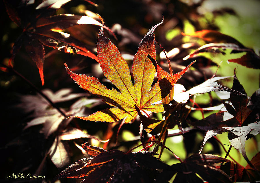 Colorful Leaf Photograph