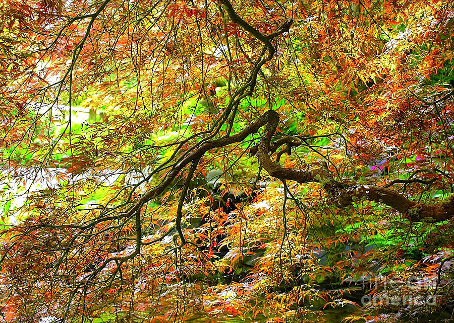Colorful Maple Leaves Photograph by Carol Groenen