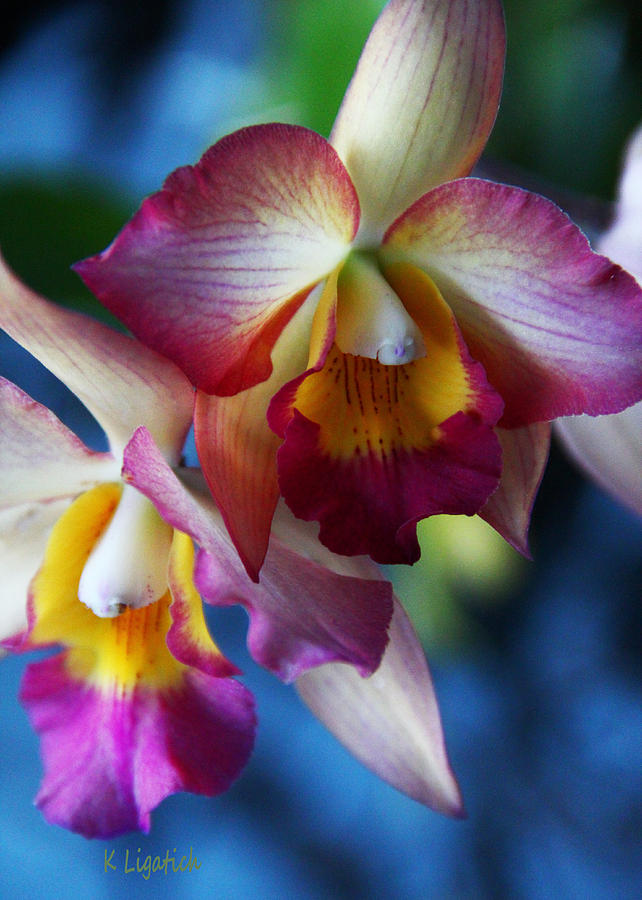 Orchid Photograph - Colorful Orchids by Kerri Ligatich