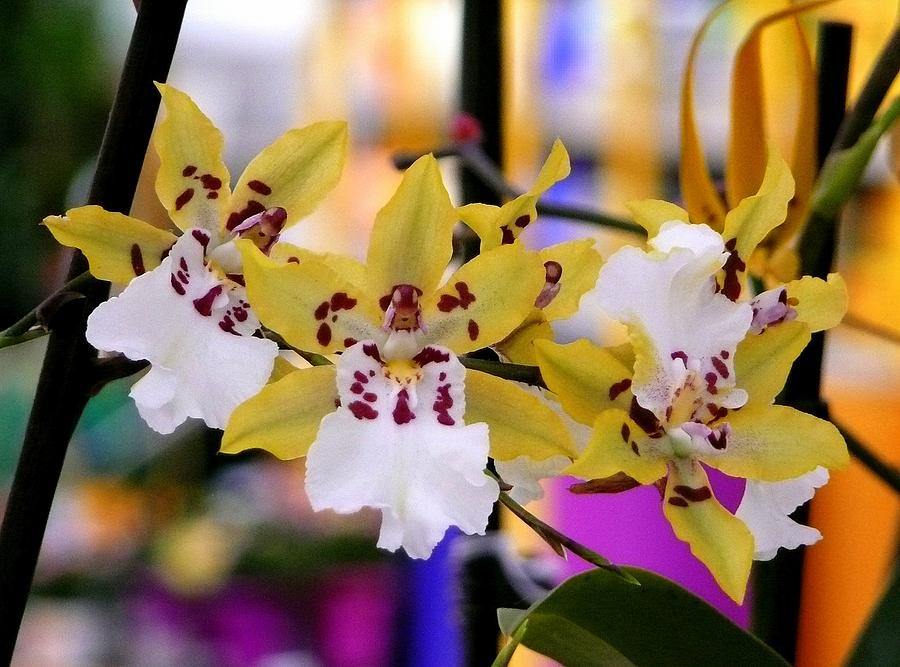 Colorful Orchids Photograph by Lori Seaman
