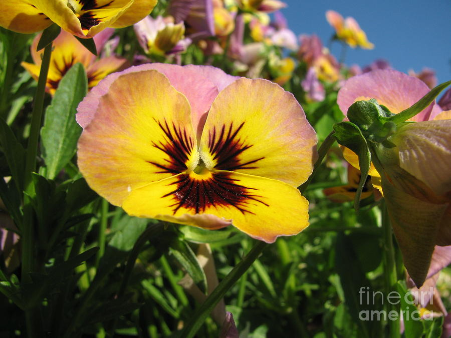 Colorful Pansy Photograph by Lili Feinstein