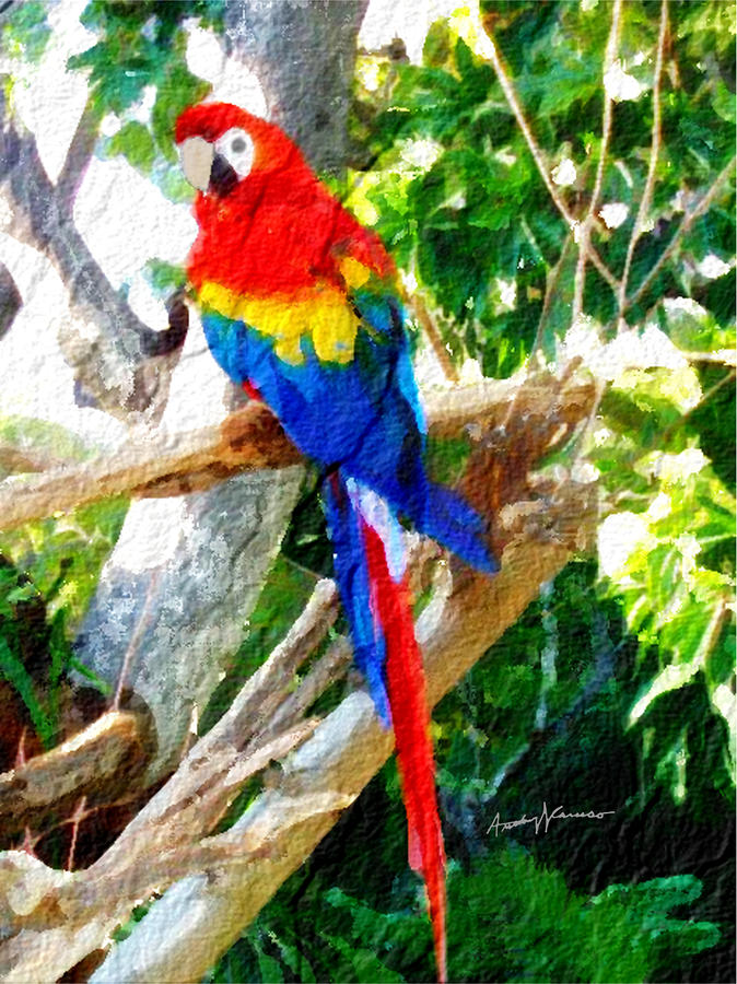 Colorful Parrot by Anthony Caruso