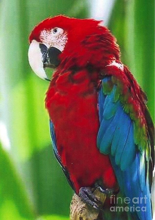 Parrot Photograph - Colorful Parrot by Diane Kurtz