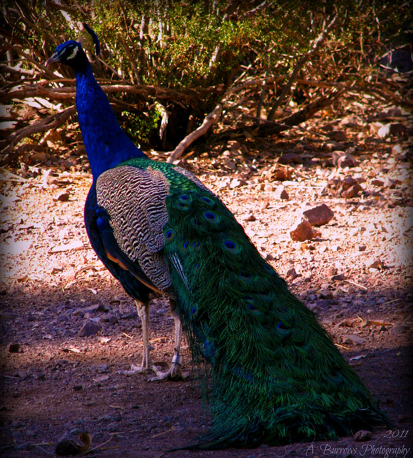 Colorful Peacock Photograph by Aaron Burrows