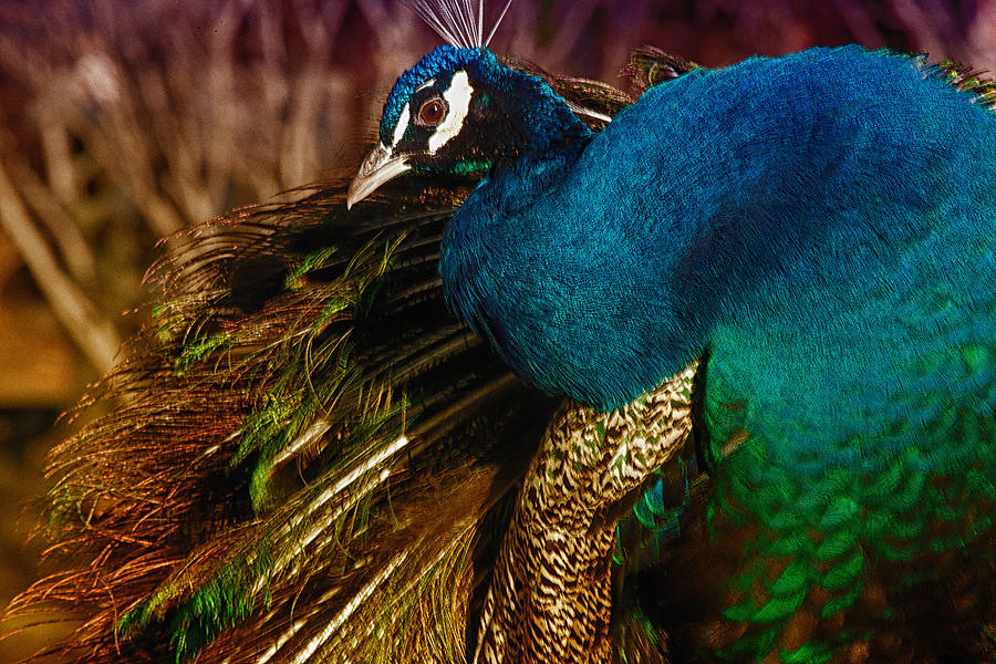 Colorful Peacock Photograph by Karol Livote