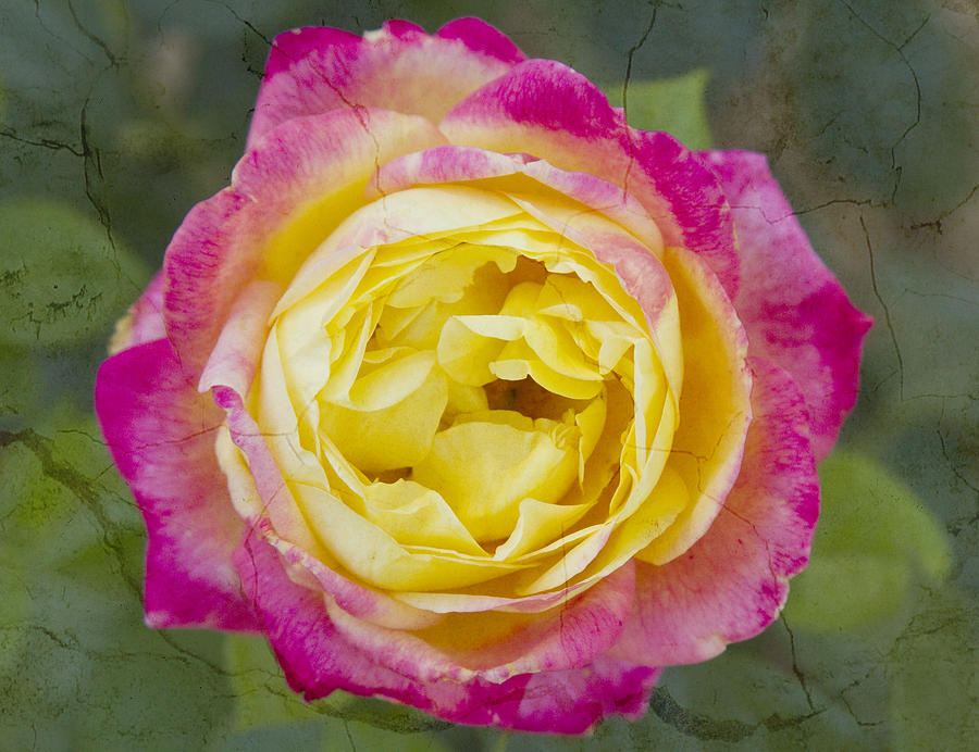 Rose Photograph - Colorful Pink Yellow Rose Cracked Fine Art by James BO Insogna