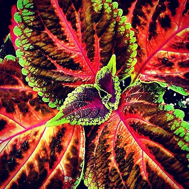 Nature Photograph - #colorful #plant #leaves #neon #green by Bex C
