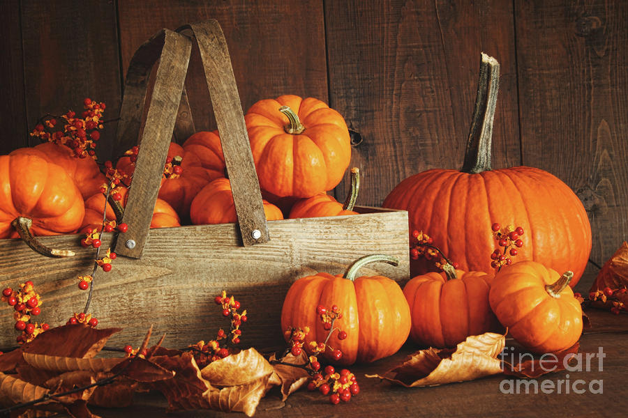 Colorful pumpkins with wood background Photograph by Sandra Cunningham