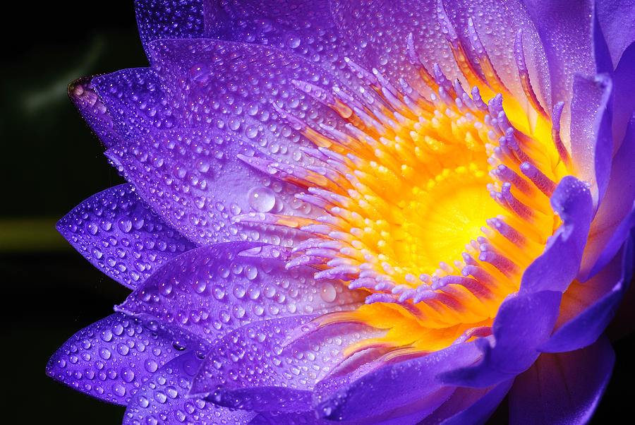 Colorful Purple Water Lily Photograph By Parinya Kraivuttinun