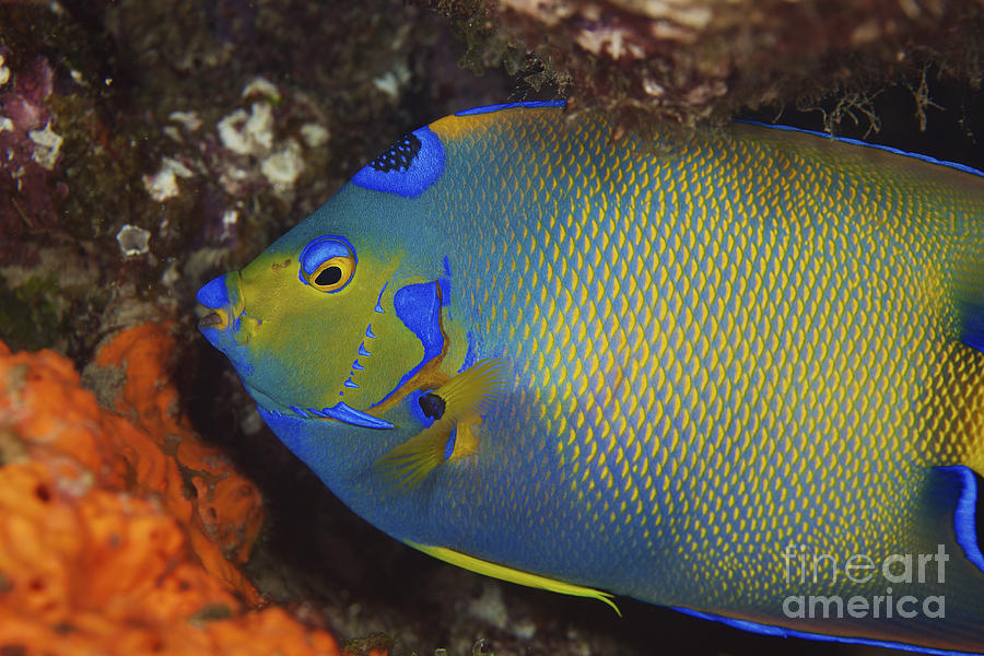Nature Photograph - Colorful Queen Angelfish by Terry Moore