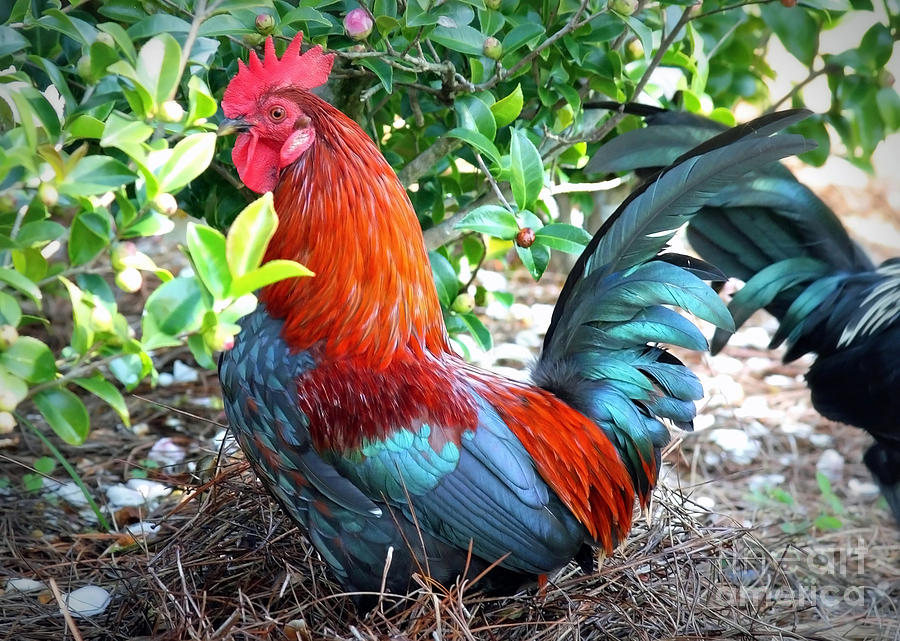 Colorful Rooster Photograph by Carol Groenen