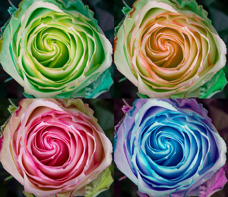 Colorful Rose Spirals Photograph by James BO Insogna