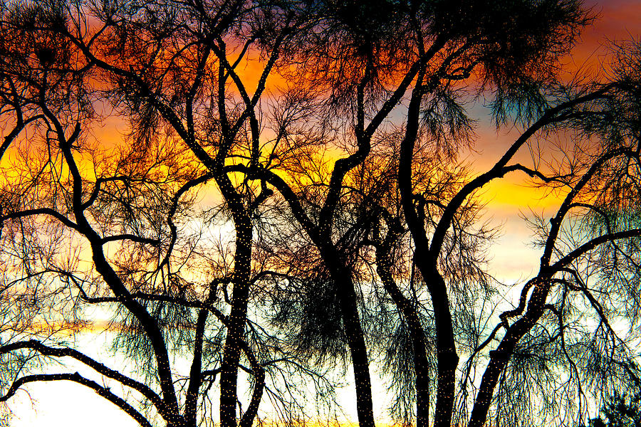 Colorful Silhouetted Trees 10 Photograph by James BO Insogna