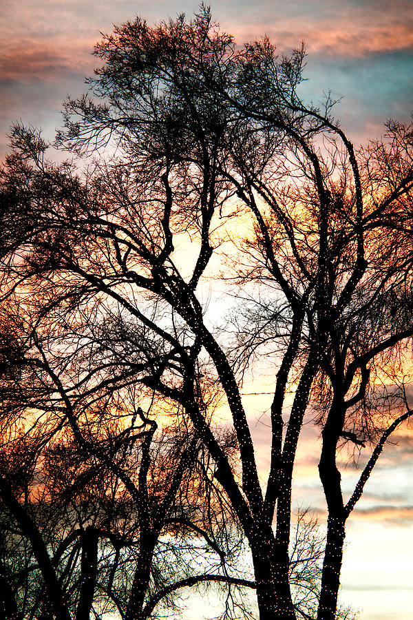 Christmas Photograph - Colorful Silhouetted Trees 11 by James BO Insogna