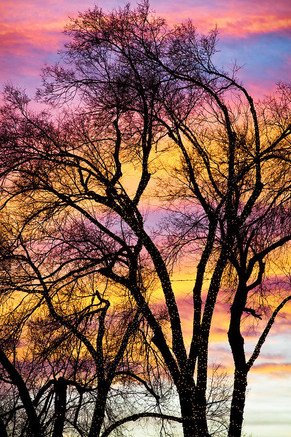 Colorful Silhouetted Trees 13 Photograph by James BO Insogna