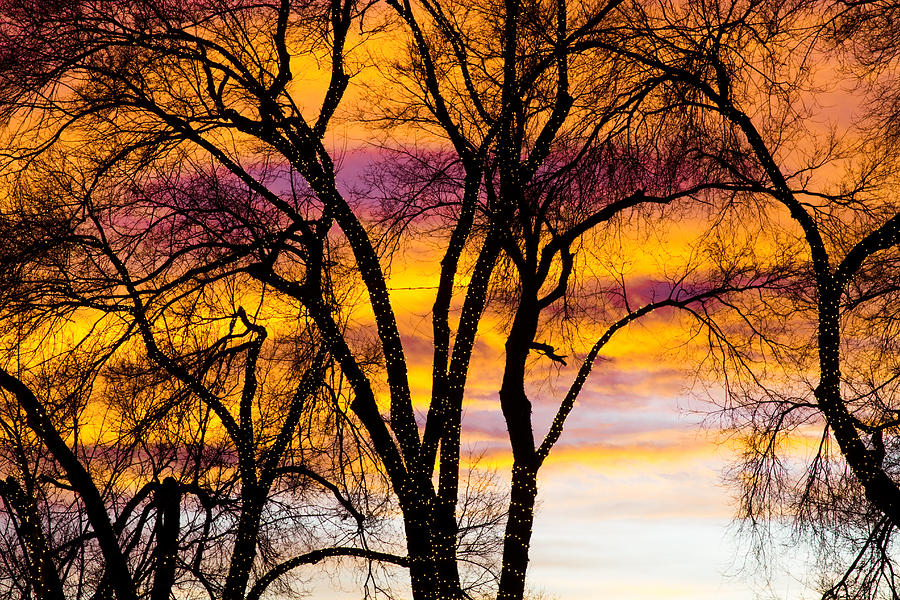 Colorful Silhouetted Trees 19 Photograph by James BO Insogna