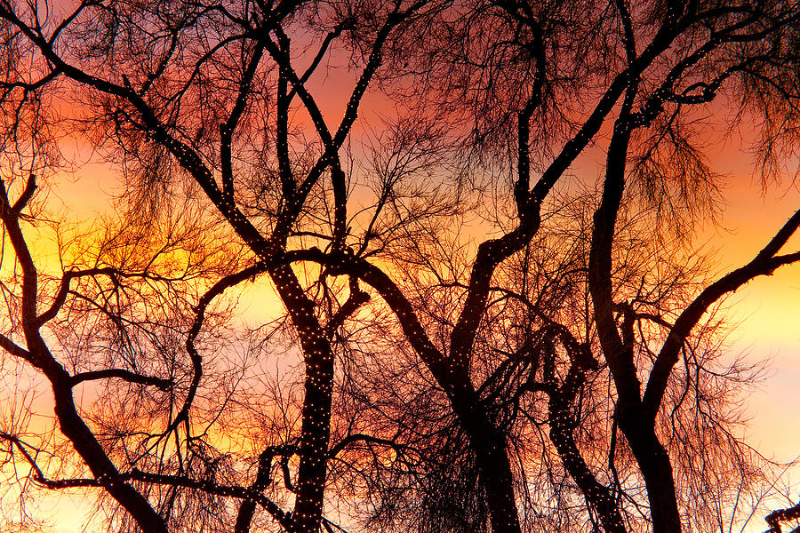 Colorful Silhouetted Trees 22 Photograph by James BO Insogna