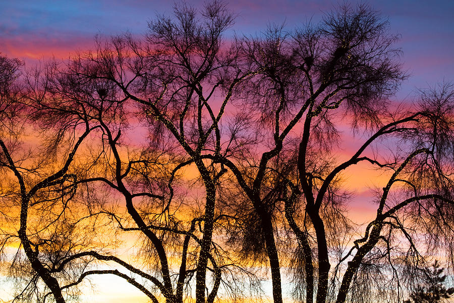 Colorful Silhouetted Trees 26 Photograph by James BO Insogna