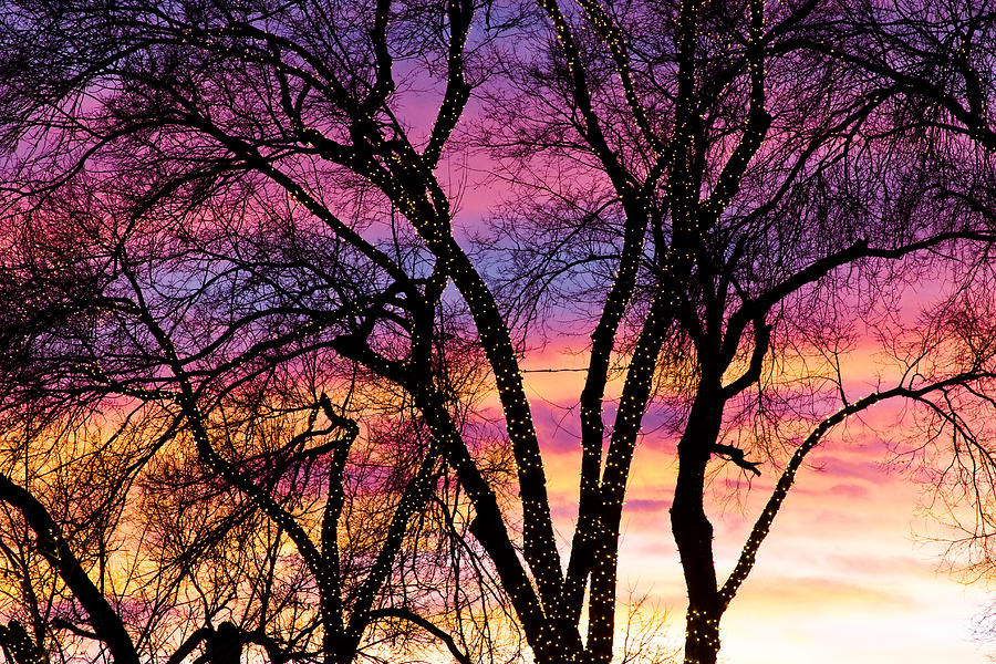 Colorful Silhouetted Trees 31 Photograph by James BO Insogna