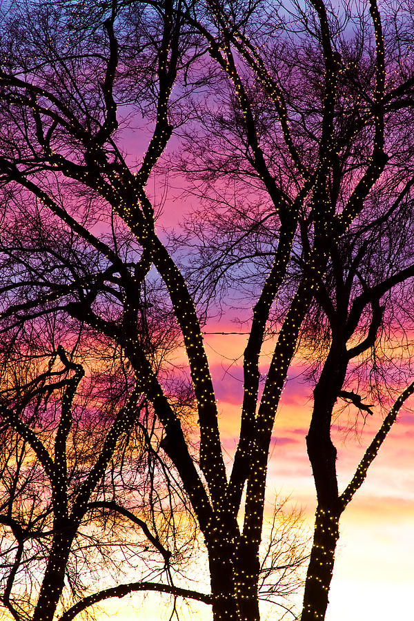 Colorful Silhouetted Trees 33 Photograph by James BO Insogna