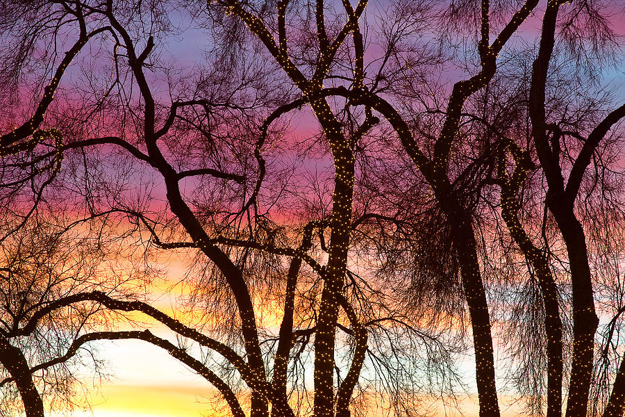 Colorful Silhouetted Trees 37 Photograph by James BO Insogna