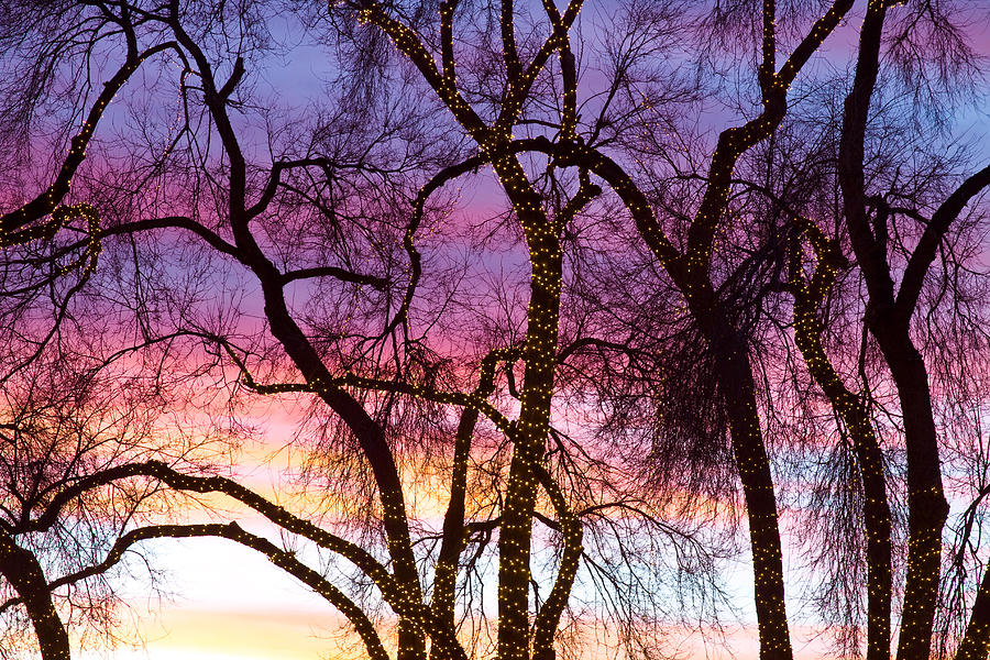 Colorful Silhouetted Trees 38 Photograph by James BO Insogna