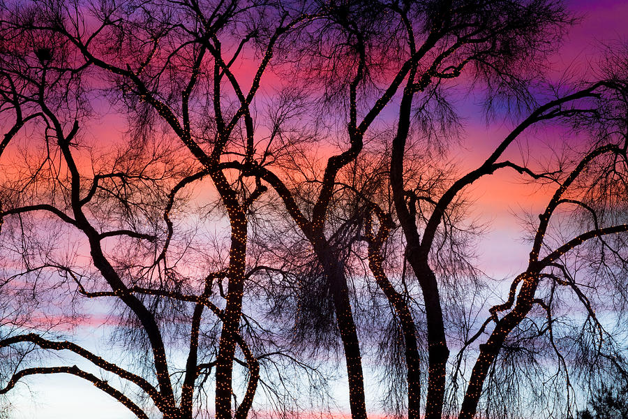 Colorful Silhouetted Trees 9 Photograph by James BO Insogna