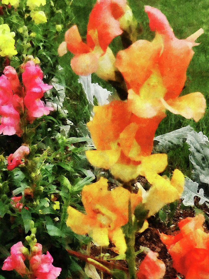 Colorful Snapdragons Photograph by Susan Savad