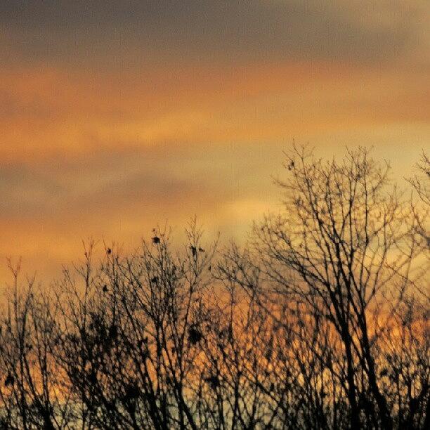 Tree Photograph - Colorful Sundown by Kelli Stowe