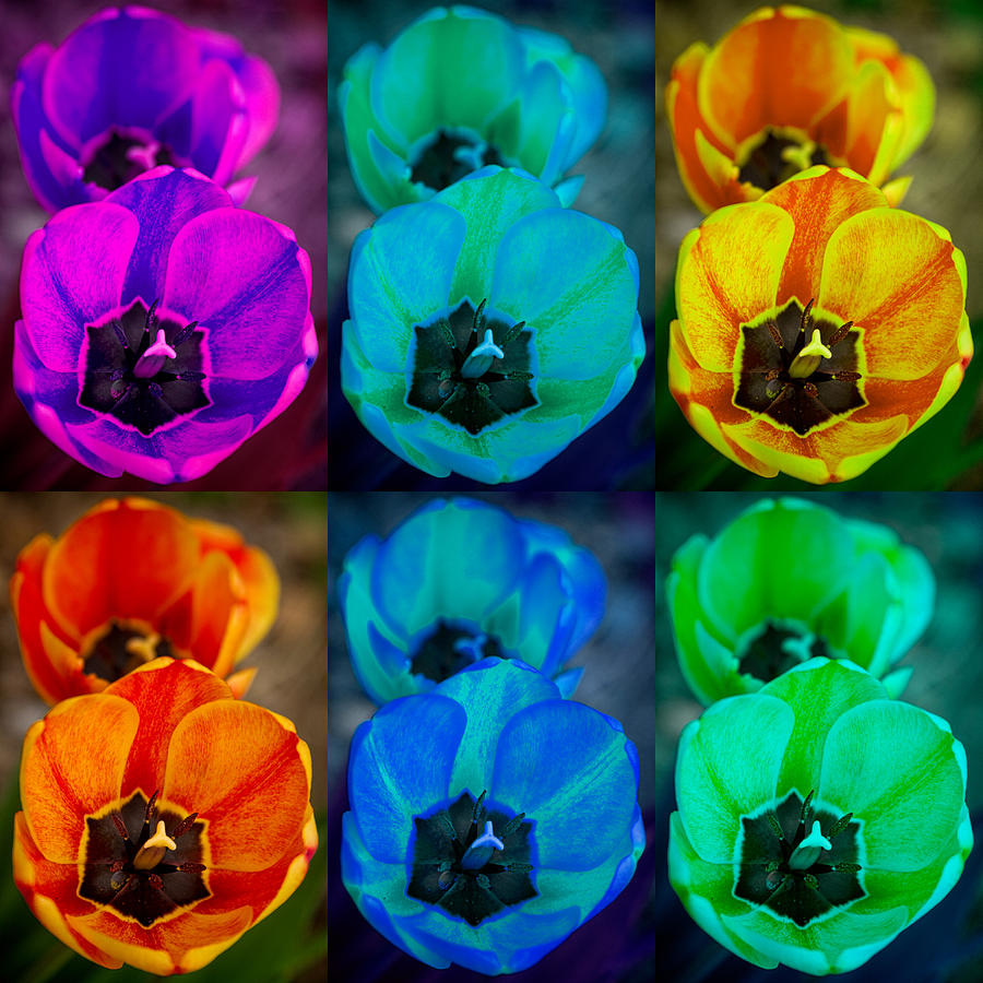 Colorful Tulip Collage Photograph by James BO Insogna