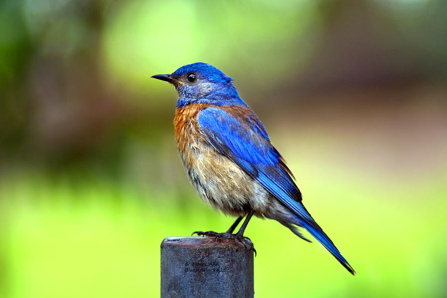 Colorful - Western Bluebird Photograph by James Ahn