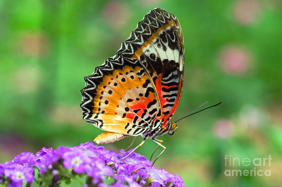 Butterfly Photograph - Colorful Wing by Cheryl Cencich
