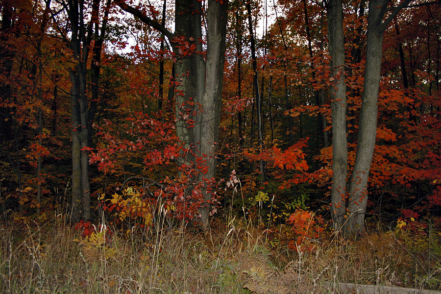 Colorful Woods Photograph by Richard Gregurich
