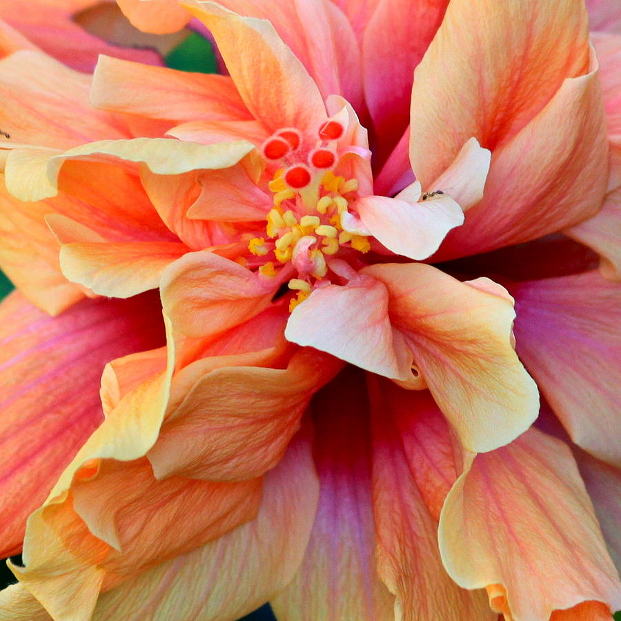 Flowers Still Life Photograph - Coloring Book Hibiscus by Karon Melillo DeVega