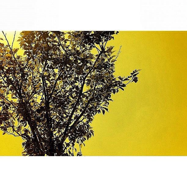 Nature Photograph - Coloring Nature... Yellow by Julianna Rivera-Perruccio