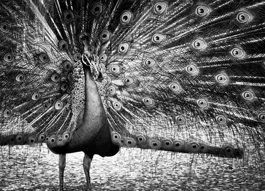 Peacock Photograph - Colorless Beauty Queen by Jim Perpetos