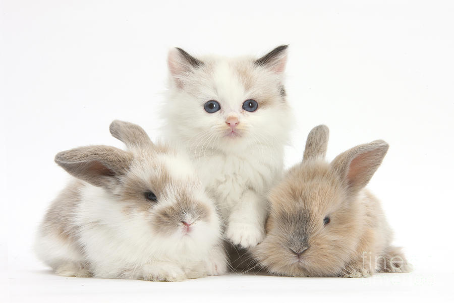 cute kittens and baby bunnies