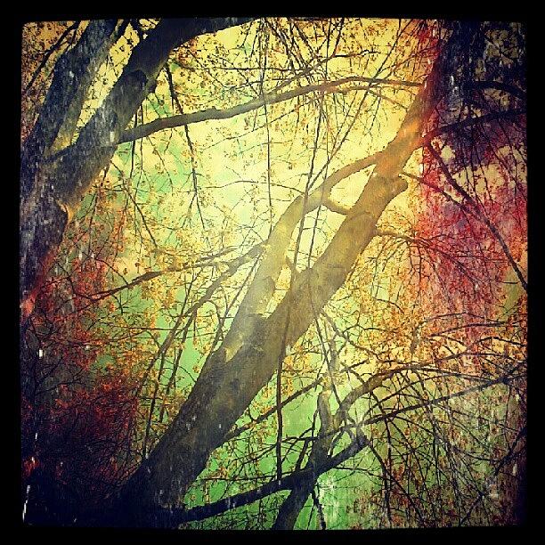 Tree Photograph - Colors and Trees by Tina Marie