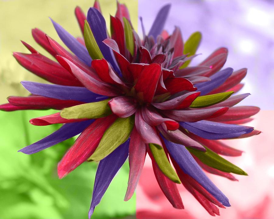 Flower Digital Art - Colors by Carol Phipps