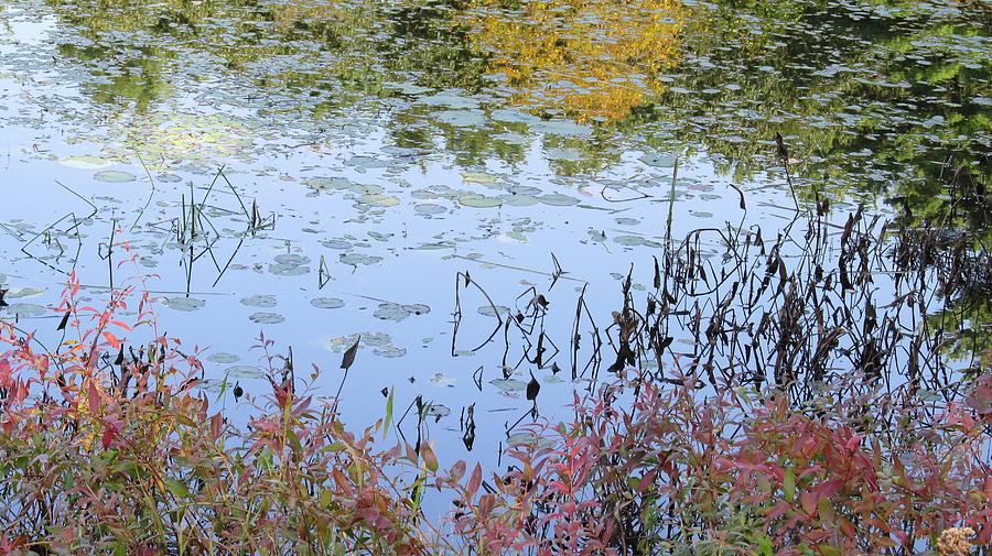 Colors in the Pond Photograph by Loretta Pokorny