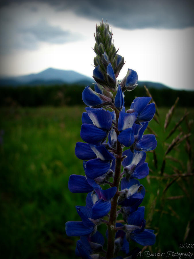 Colors of a Silver Lupine Photograph by Aaron Burrows