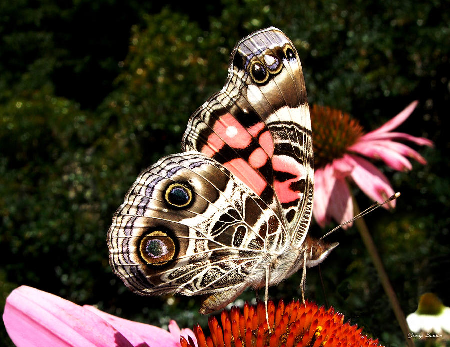 Colors of Nature   Butterfly 005 Photograph by George Bostian