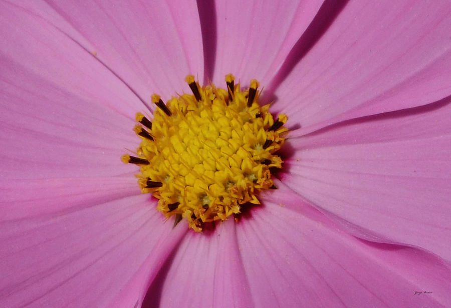 Colors of Nature  Wildflower  Pink Photograph by George Bostian