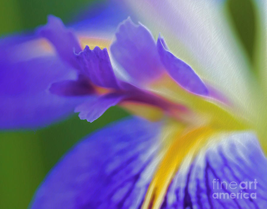 Colors of the Iris Photograph by Judi Bagwell