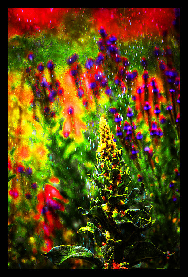 Medicinal Gardens Photograph - Colors Through the Rain IV by Susanne Still