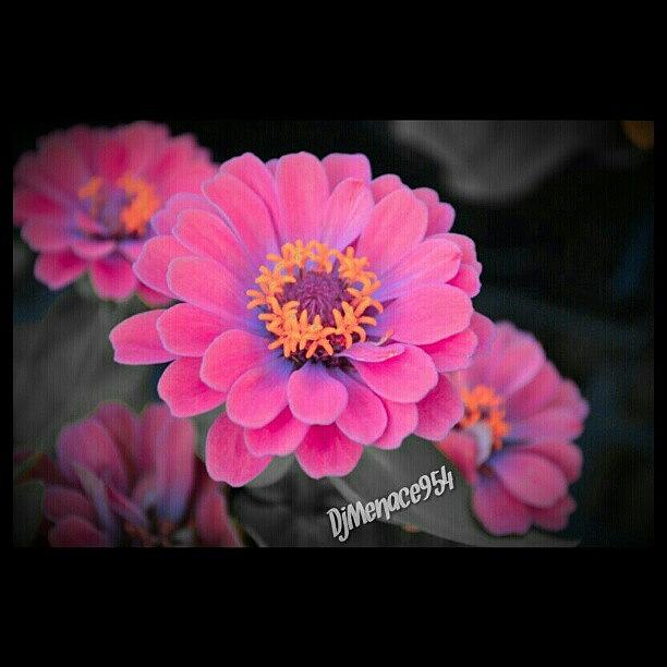 Flower Photograph - #colorsplash #colorsplash007 #colorful by Travis Albert