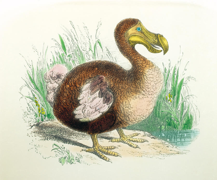 Coloured Engraving Of A Dodo Photograph by Dr Jeremy Burgess