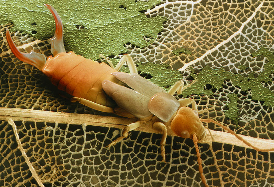 Wildlife Photograph - Coloured Sem Of An Earwig, Forficula Auricularia by Power And Syred