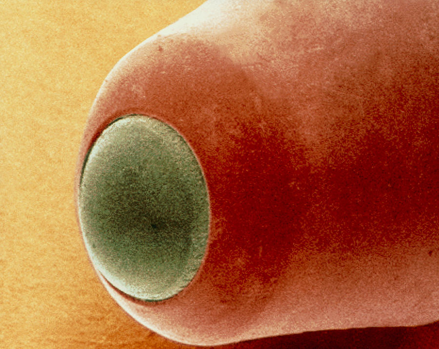 Pen Photograph - Coloured Sem Of The Nib Of A Ball Point Pen by Power And Syred