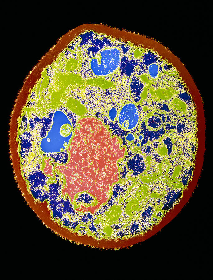 Nature Photograph - Coloured Tem Of A Yeast Cell by A.b. Dowsett